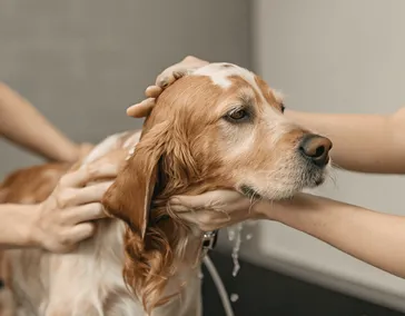 Укажите название услуги или специального предложения
